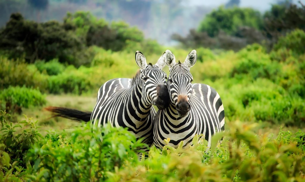 The current image has no alternative text. The file name is: zebras-1883654.jpg